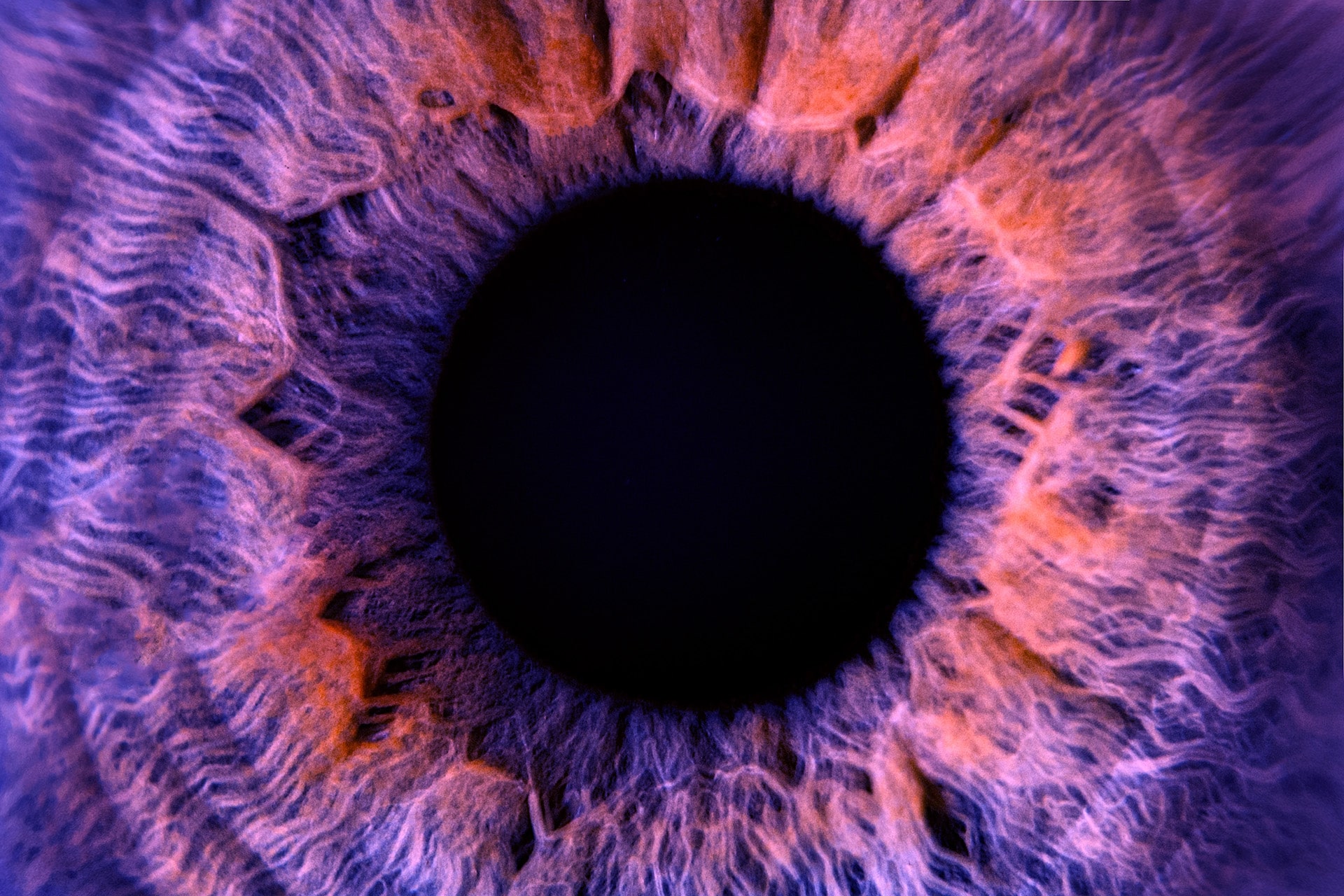 Macro photo of colored purple human eye